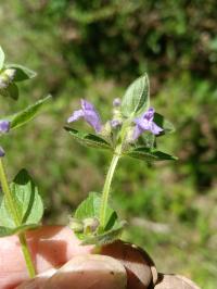 Scutellaria parvula var. australis image